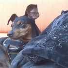 Zwergpinscher " Packito"