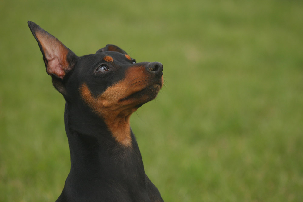 Zwergpinscher Paolo