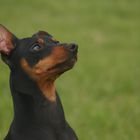 Zwergpinscher Paolo