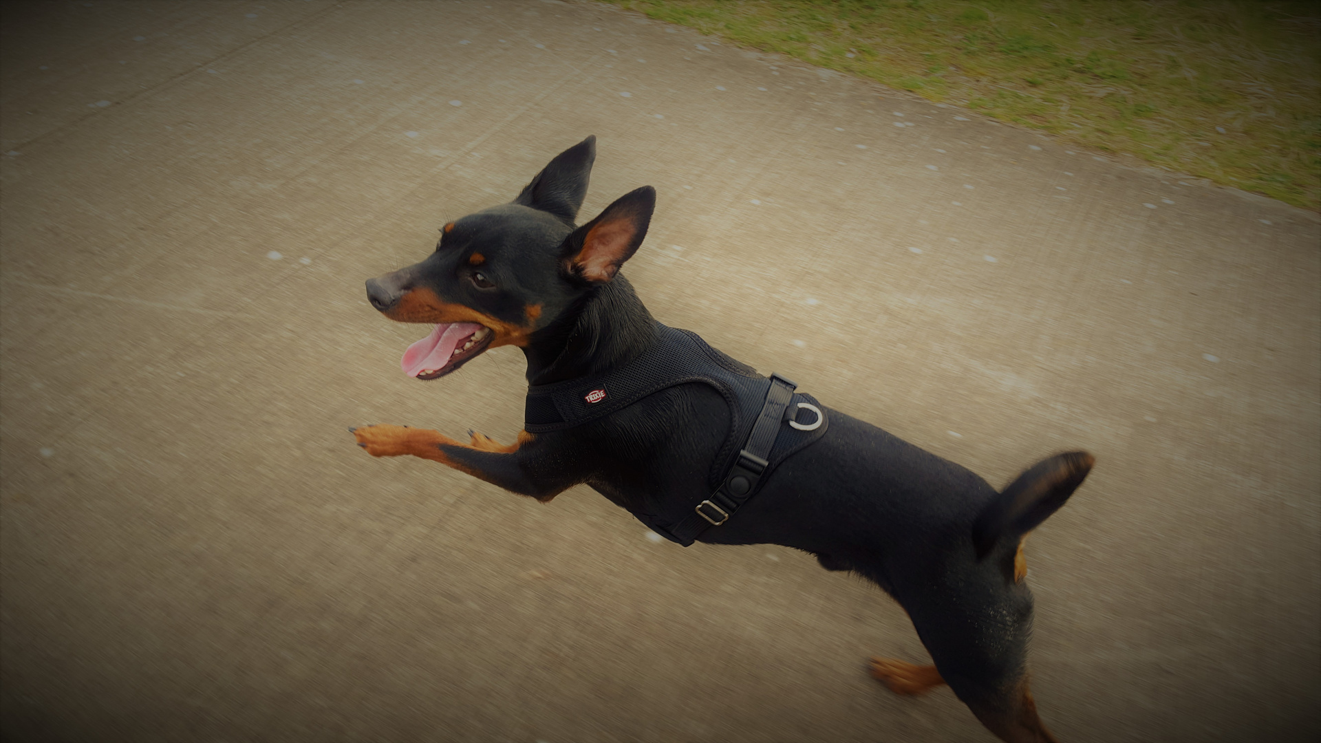 Zwergpinscher Sam