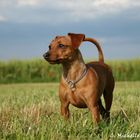 Zwergpinscher Sissy vom Rosenholz