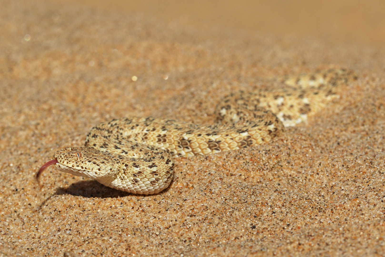 Zwergpuffotter (Bitis peringueyi) 