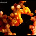 Zwergpygmäen Seepferdchen Hippocampus Denise