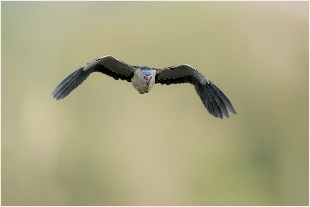 Zwergrohrdommel im Anflug