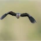 Zwergrohrdommel im Anflug