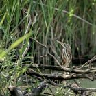 Zwergrohrdommel - Jungvogel