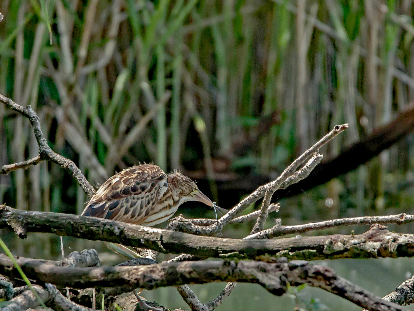 Zwergrohrdommel - Jungvogel