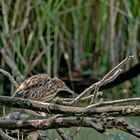 Zwergrohrdommel - Jungvogel