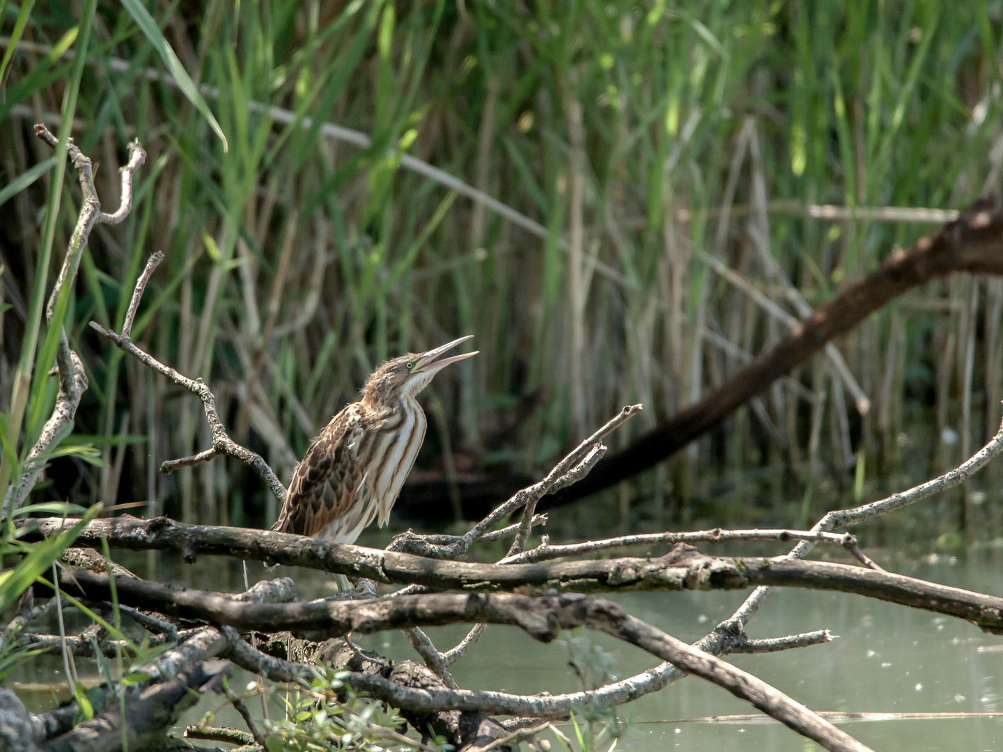 Zwergrohrdommel - Jungvogel