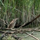 Zwergrohrdommel - Jungvogel