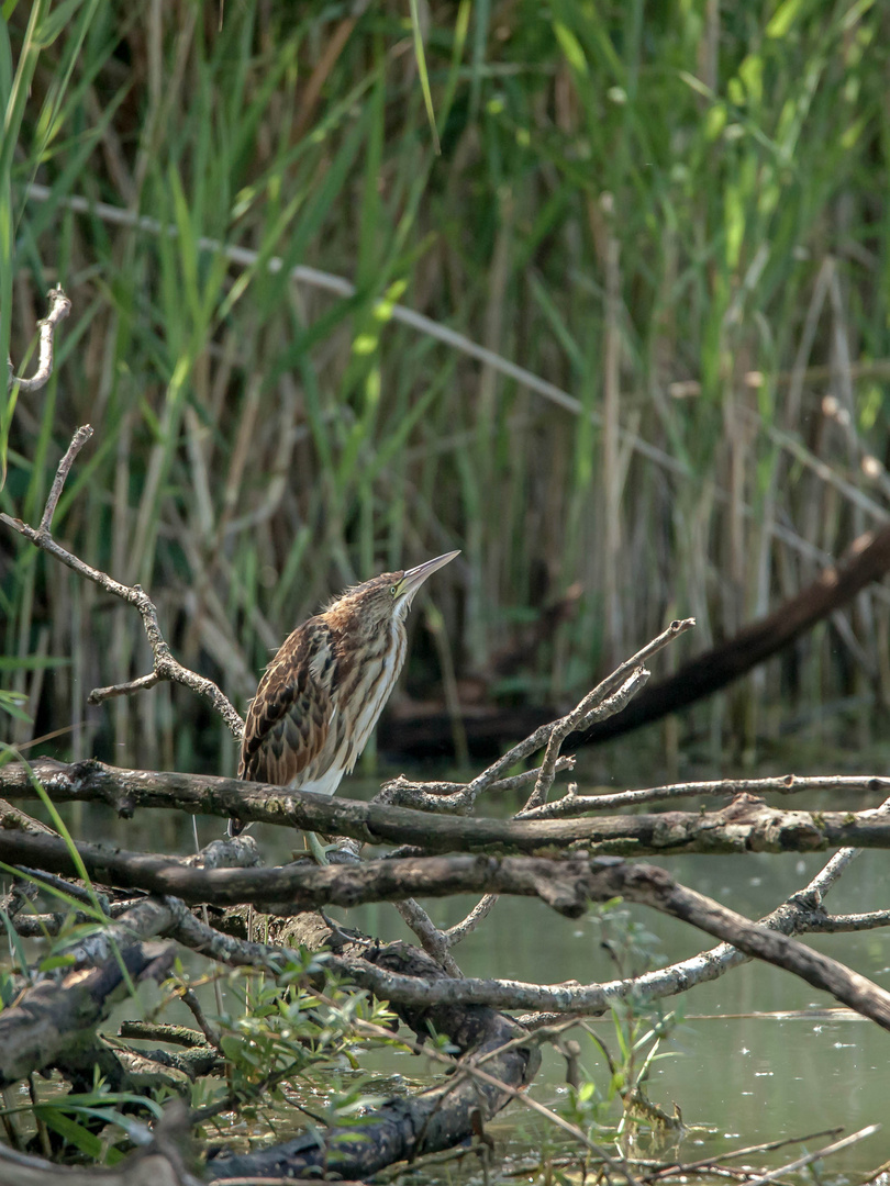 Zwergrohrdommel - Jungvogel