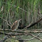 Zwergrohrdommel - Jungvogel