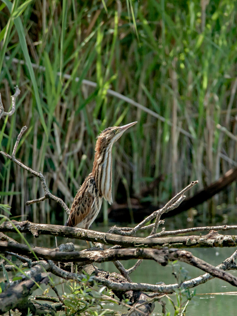 Zwergrohrdommel - Jungvogel