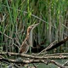 Zwergrohrdommel - Jungvogel