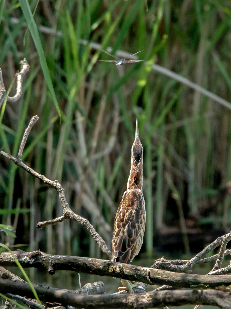 Zwergrohrdommel - Jungvogel