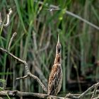 Zwergrohrdommel - Jungvogel