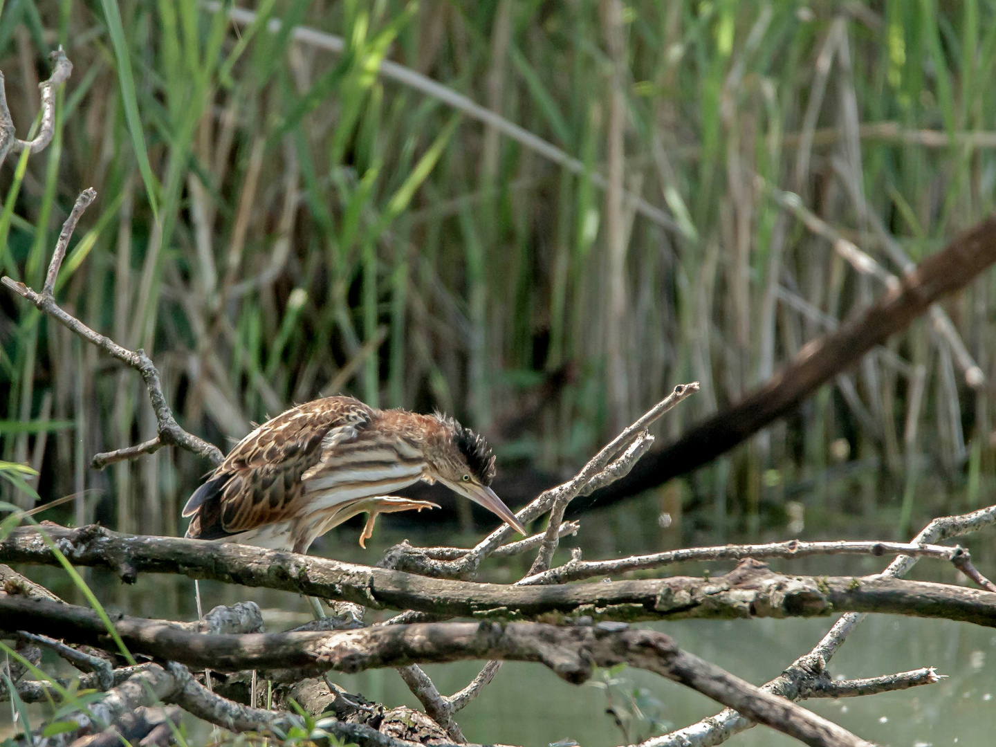 Zwergrohrdommel - Jungvogel