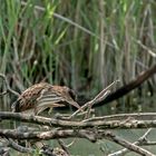 Zwergrohrdommel - Jungvogel