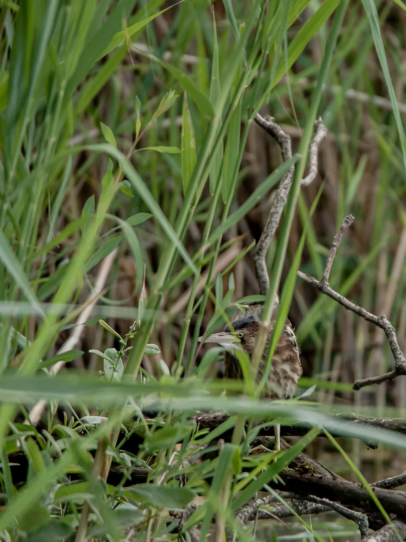 Zwergrohrdommel - Jungvogel