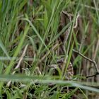 Zwergrohrdommel - Jungvogel