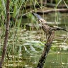 Zwergrohrdommel - Jungvogel