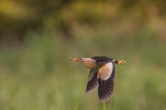 Zwergrohrdommel Männchen