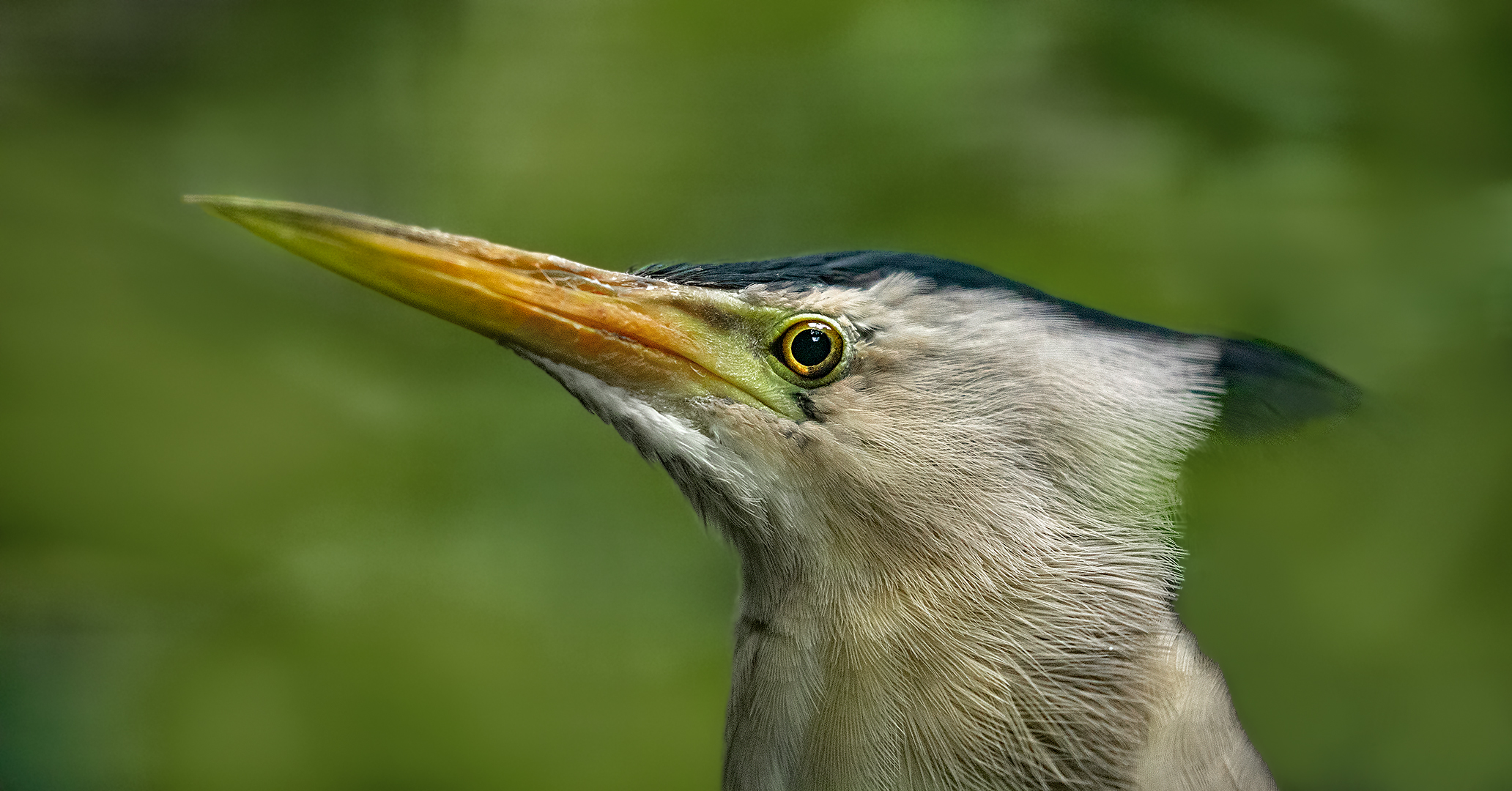 Zwergrohrdommel-Portrait 003