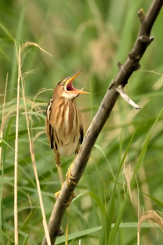 Zwergrohrdommel (weibchen)