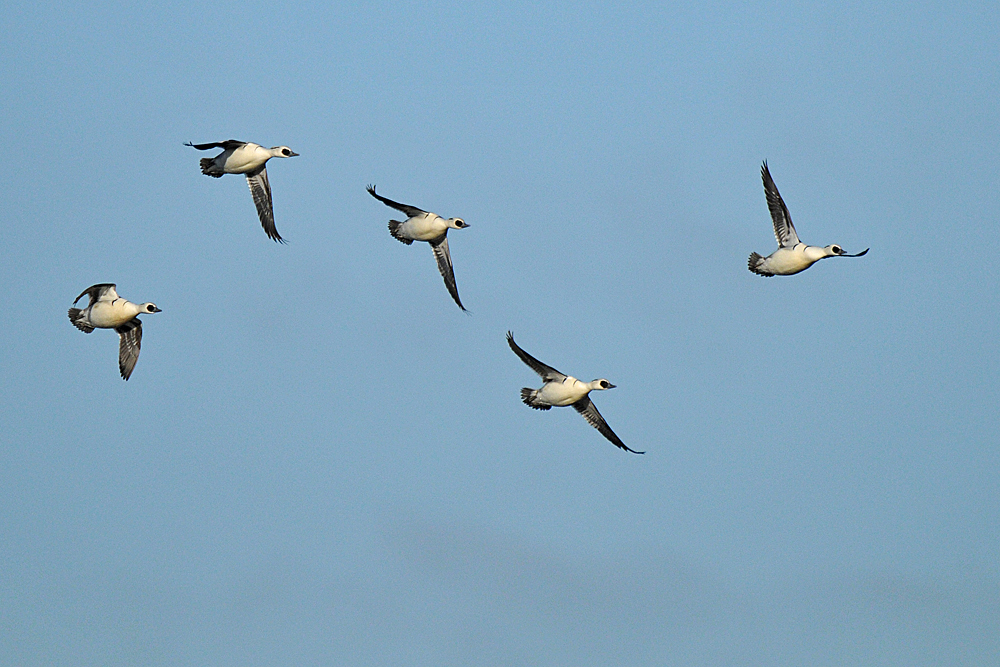 Zwergsäger – Flug 01