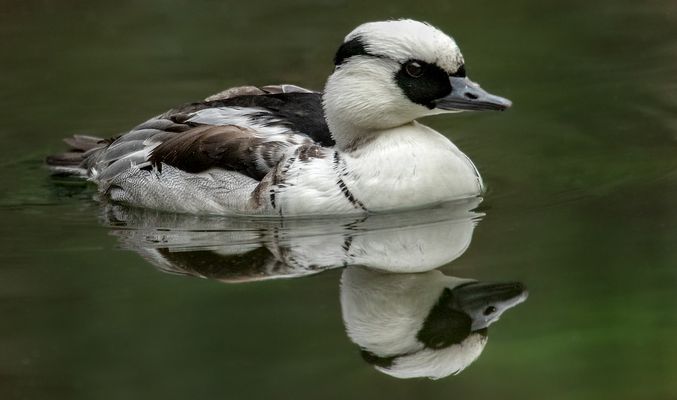 Zwergsäger Männchen 001