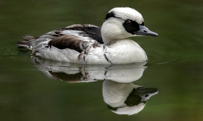 Zwergsäger Männchen 008