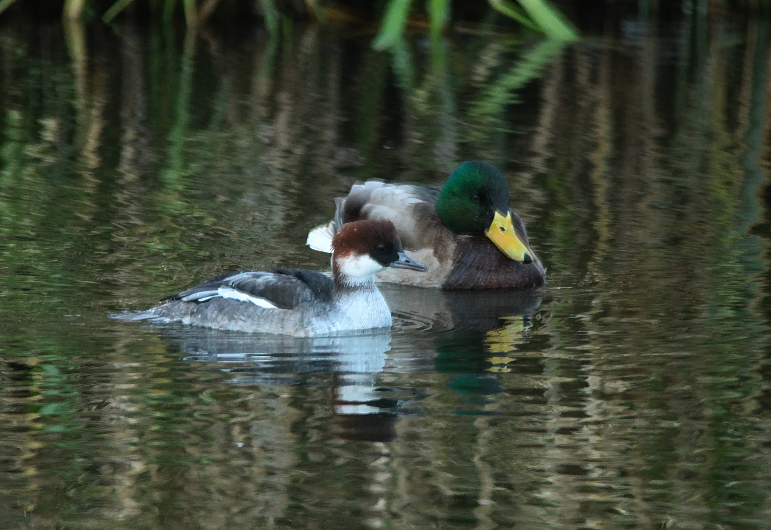 Zwergsäger ( w ) Stockente