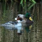 Zwergsäger ( w ) Stockente