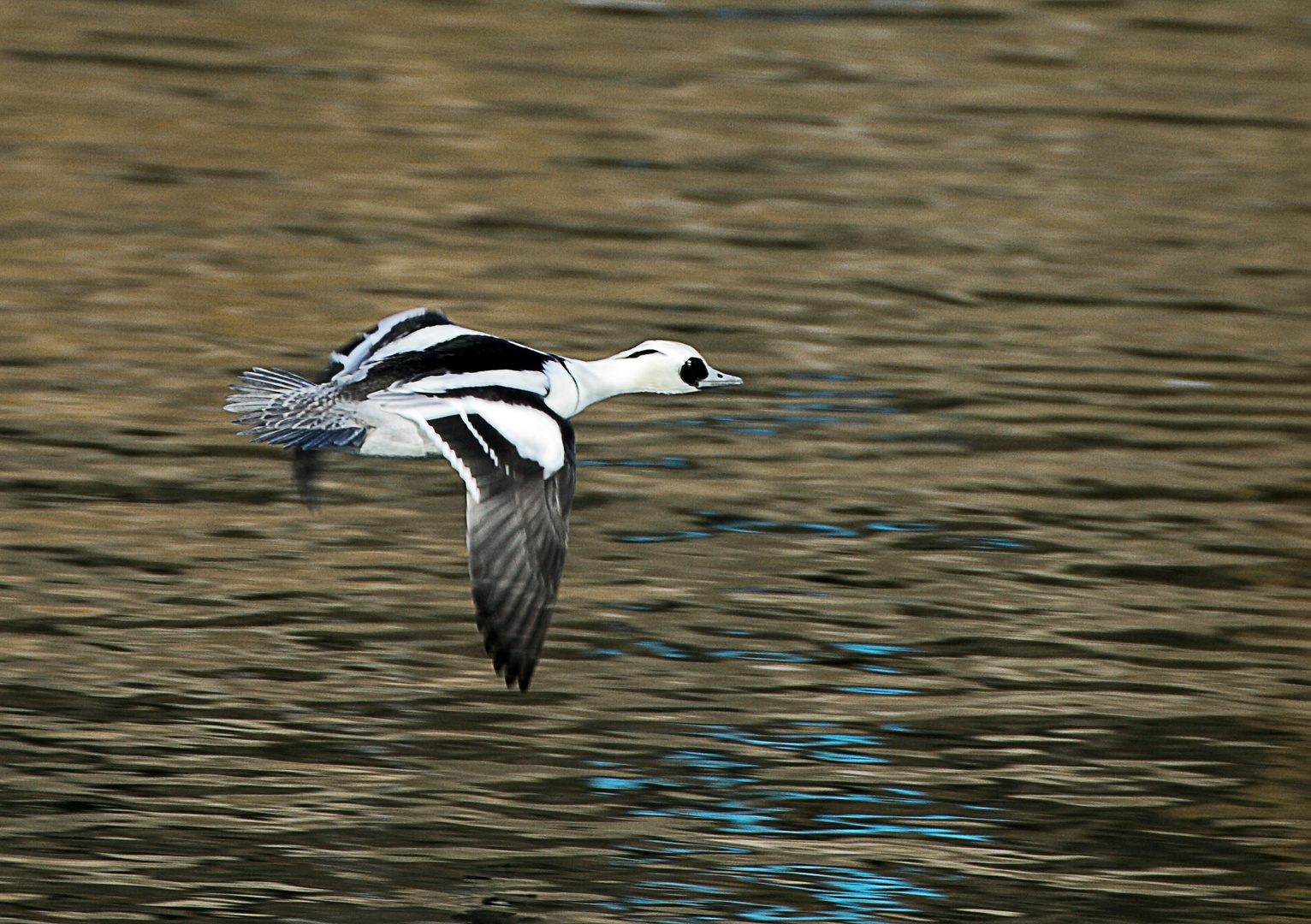 Zwergsägermännchen im Flug