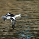 Zwergsägermännchen im Flug