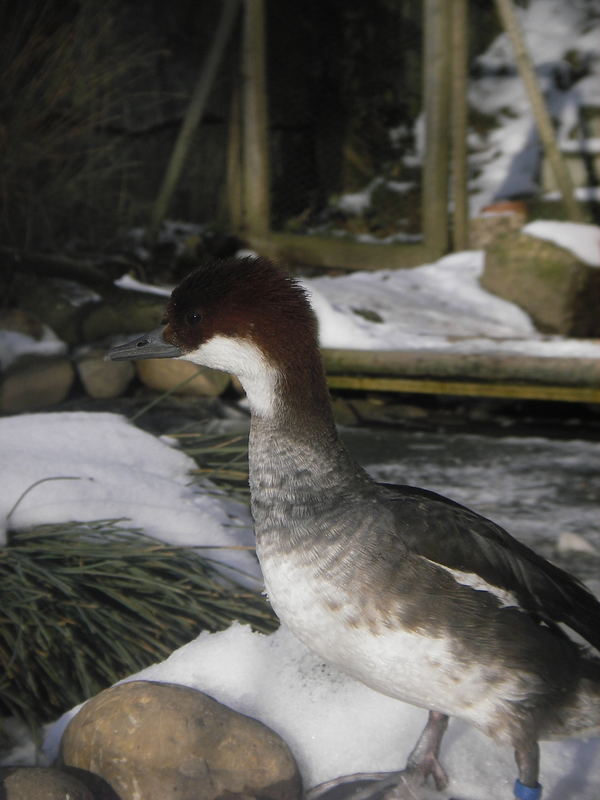 Zwergsägerweibchen