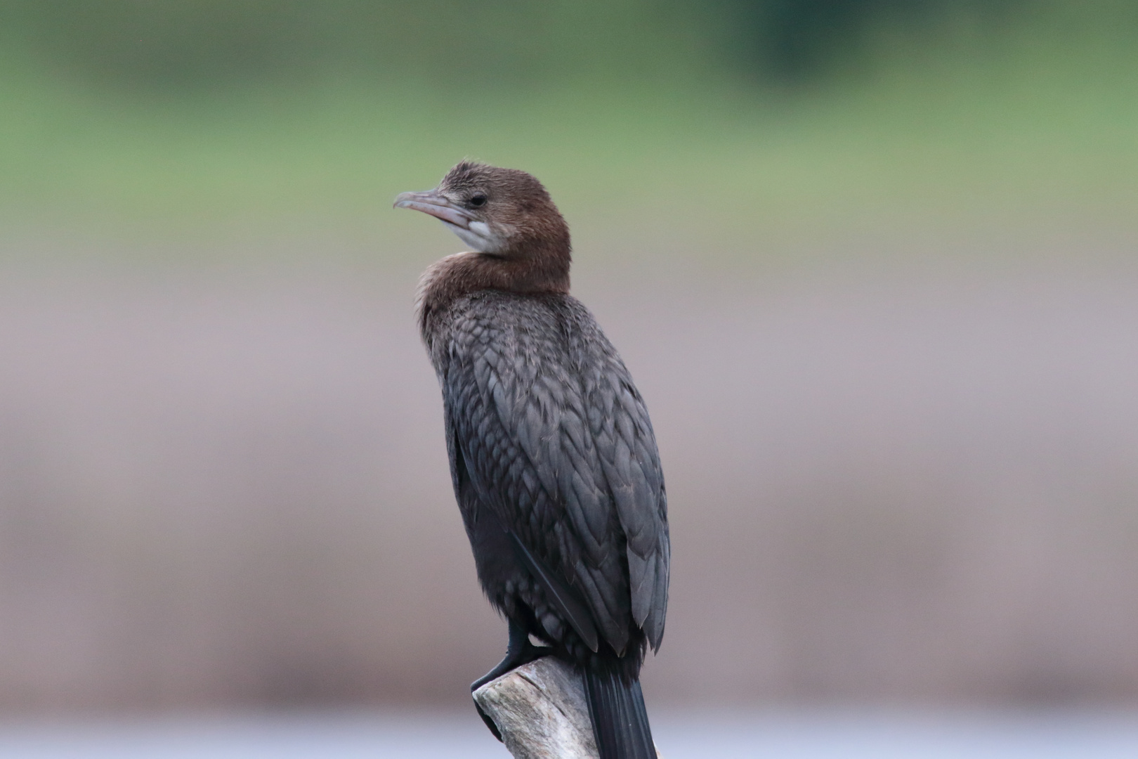 Zwergscharbe im Palud Vogelschutzgebiet