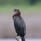 Zwergscharbe im Palud Vogelschutzgebiet