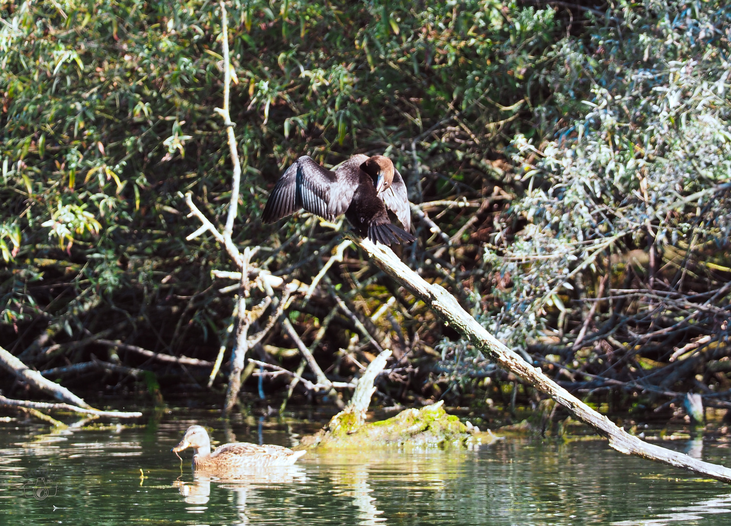 Zwergscharbe (Microcarbo pygmeus, Syn.: Phalacrocorax pygmeus