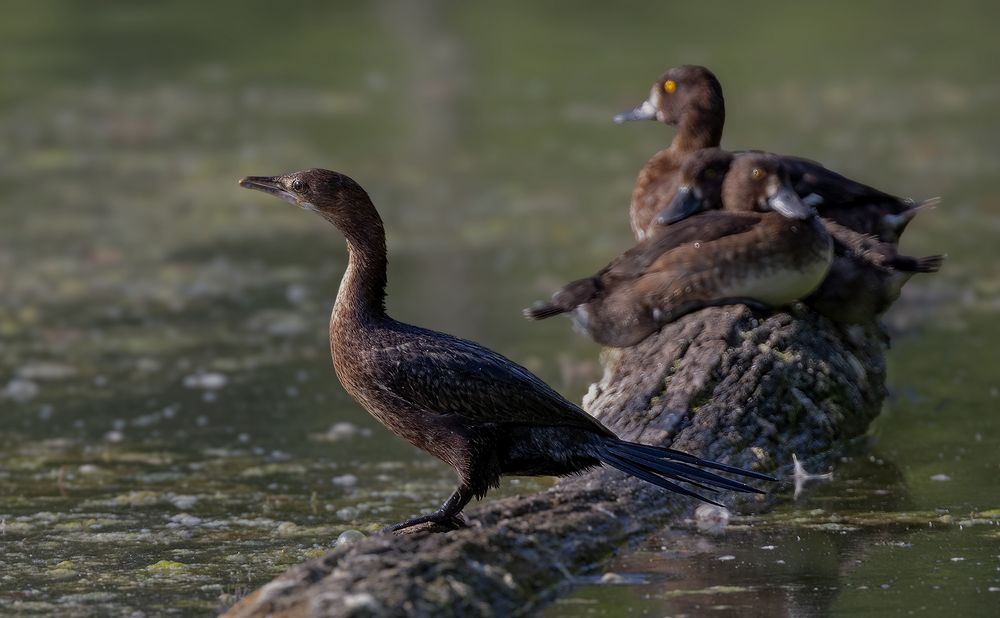  Zwergscharbe / Zwergkormoran