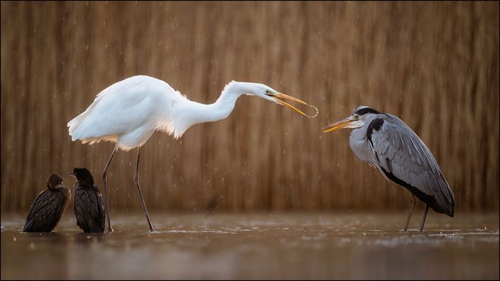 Zwergscharben, Silberreiher und Graureiher im smalltalk
