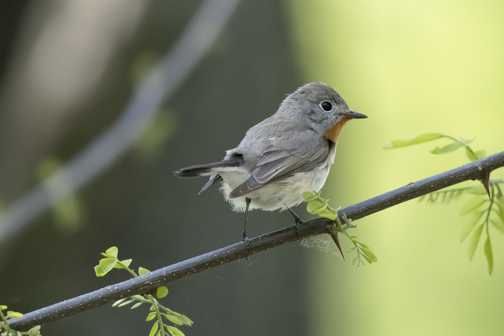  Zwergschnäpper (Ficedula parva)