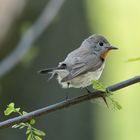  Zwergschnäpper (Ficedula parva)