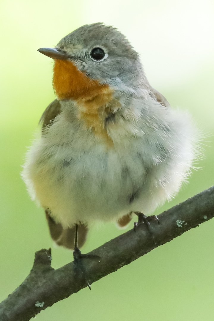  Zwergschnäpper (Ficedula parva)