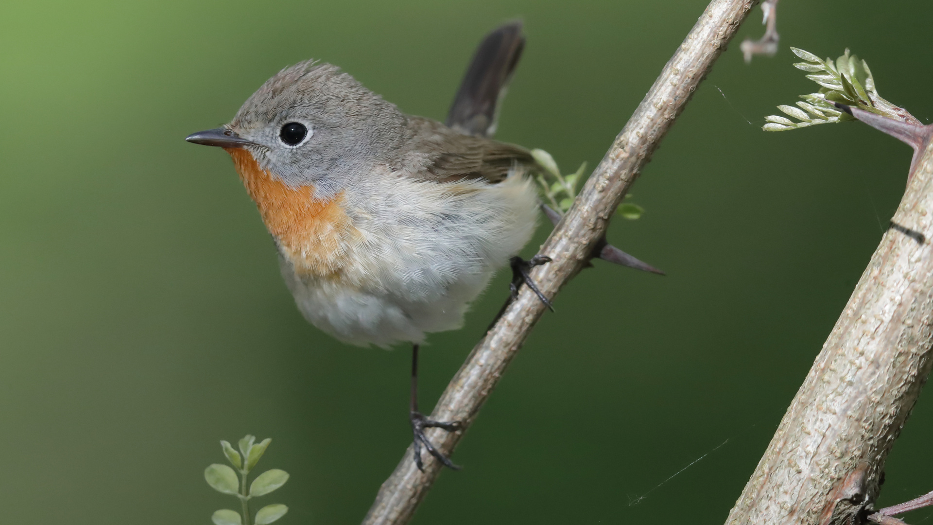  Zwergschnäpper (Ficedula parva)