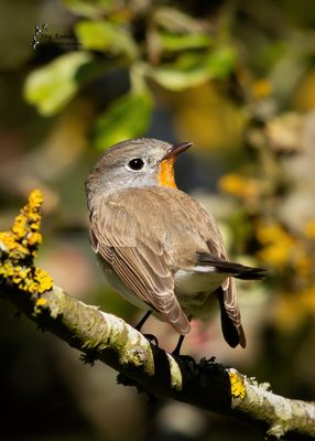 Zwergschnäpper // Öland