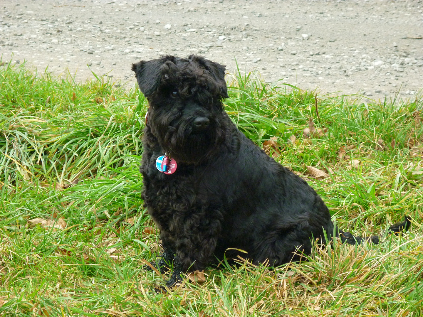 Zwergschnauzer