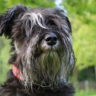 Zwergschnauzer