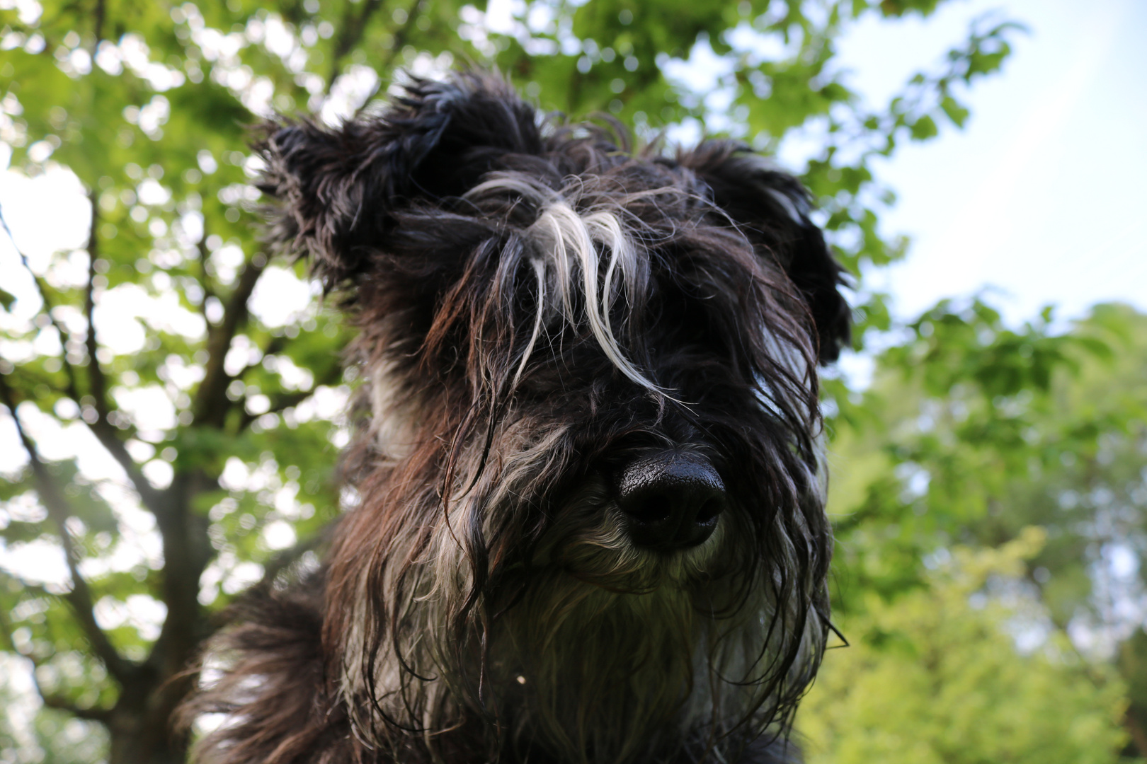 Zwergschnauzer