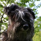 Zwergschnauzer